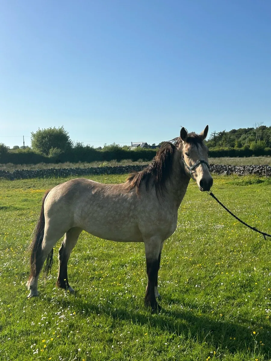 4 YR Old Dun Connemara Gelding - Image 1