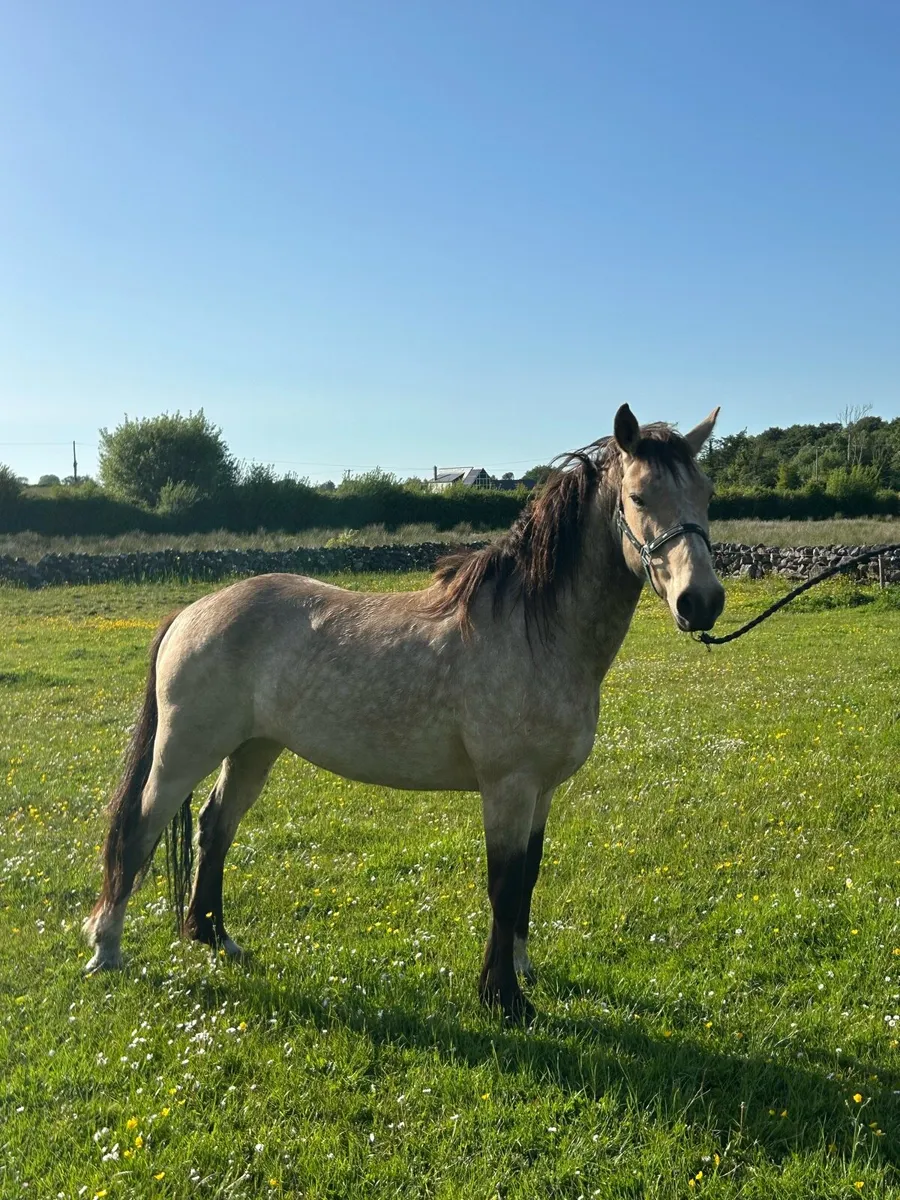 4 YR Old Dun Connemara Gelding - Image 3