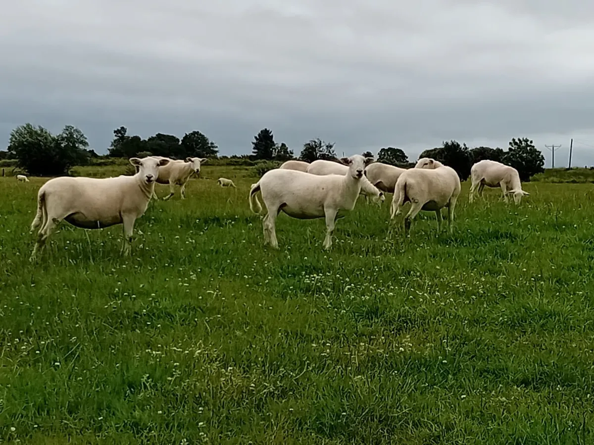 Easy Care Hoggets - Image 2