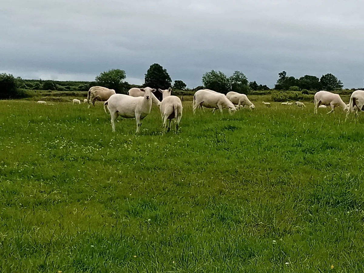 Easy Care Hoggets - Image 4