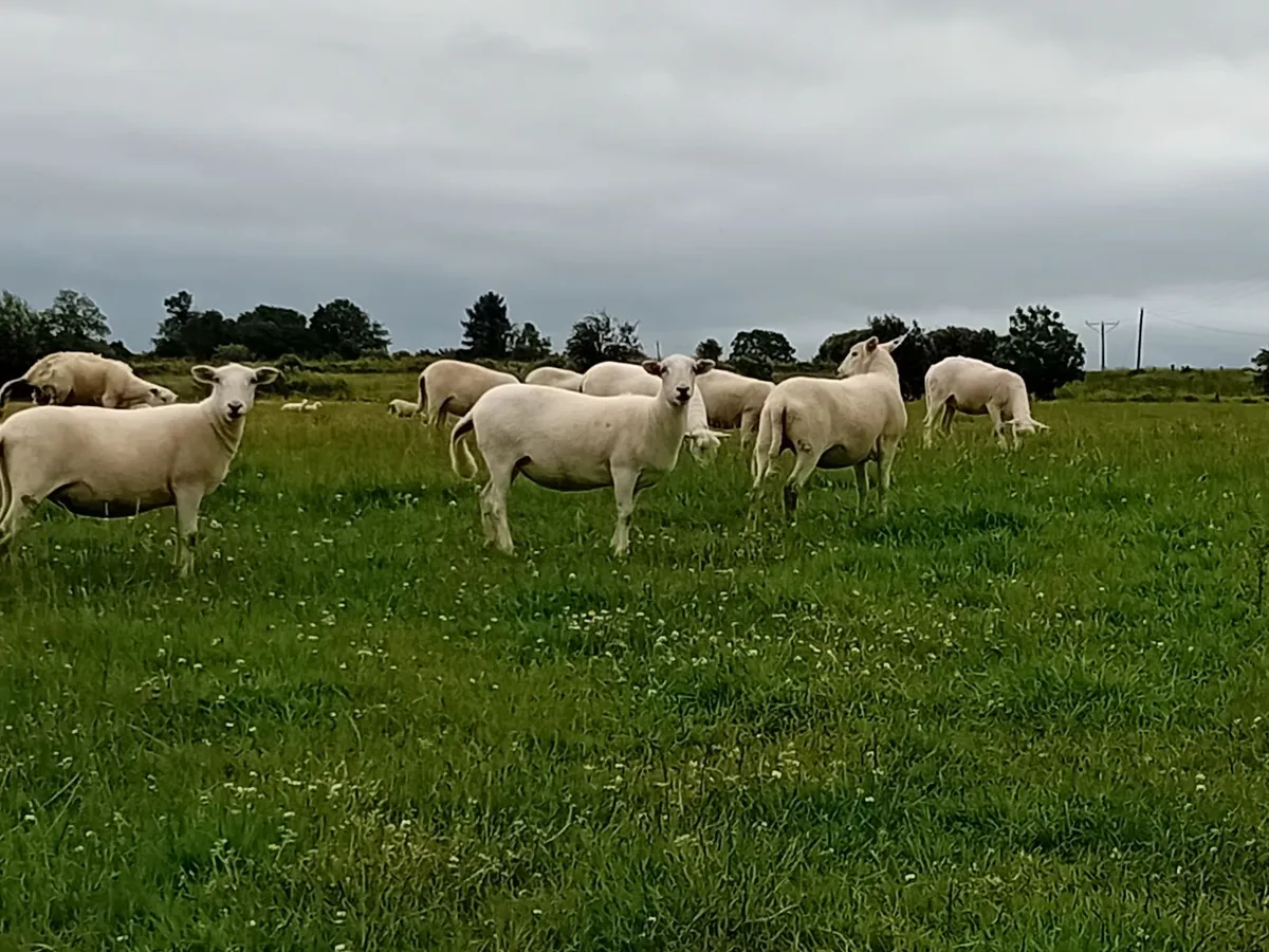 Easy Care Hoggets - Image 3