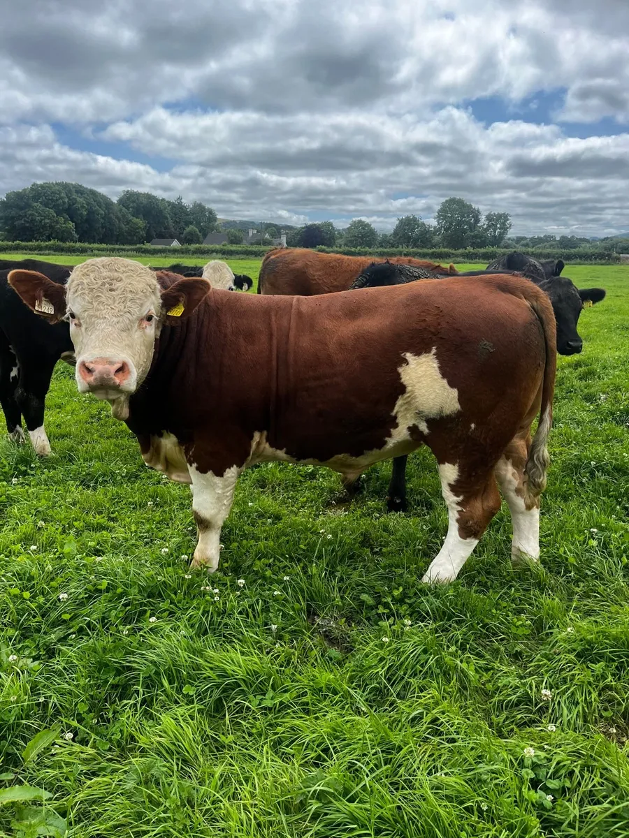Simmental bull - Image 1