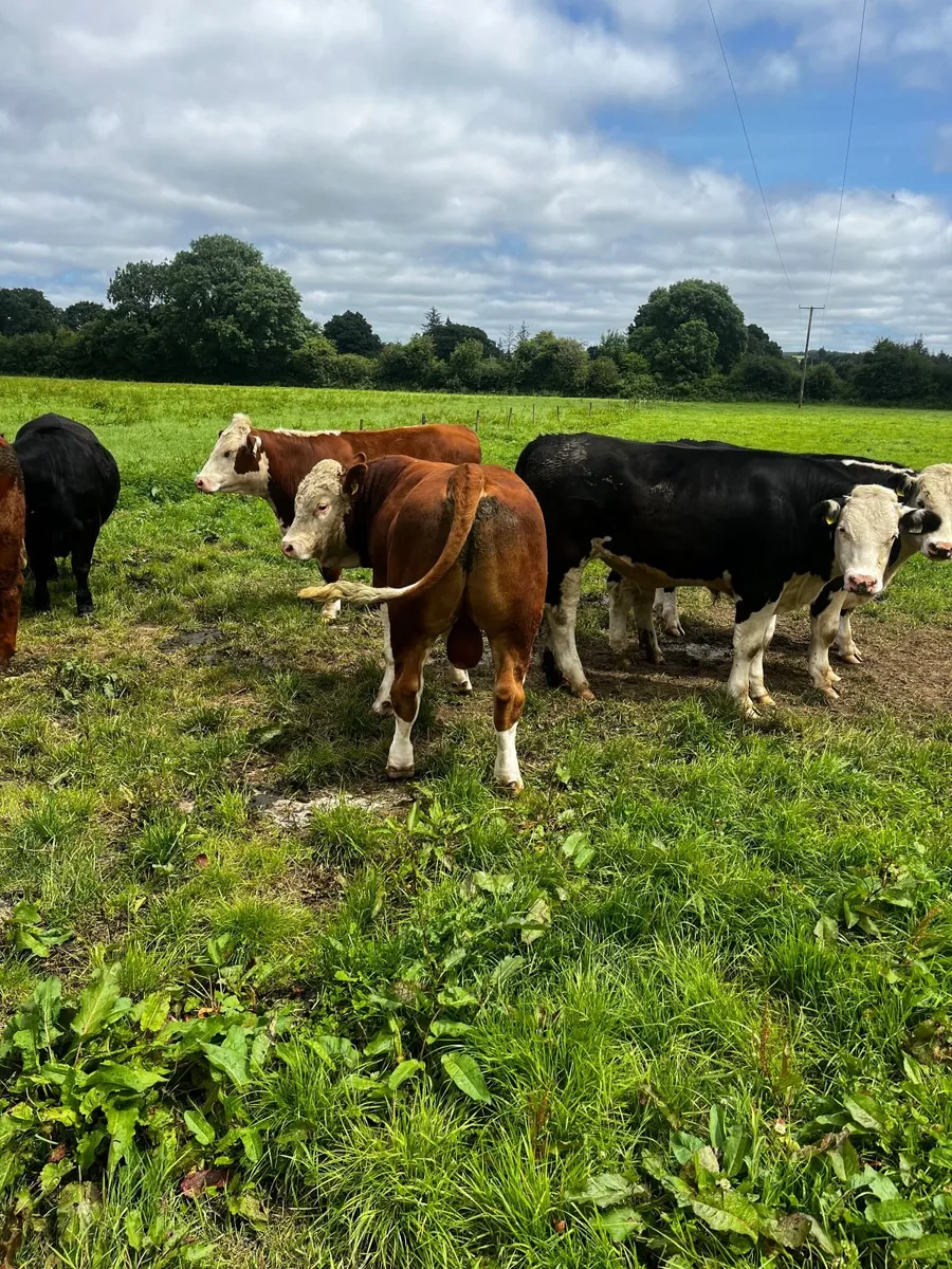 Simmental bull - Image 2