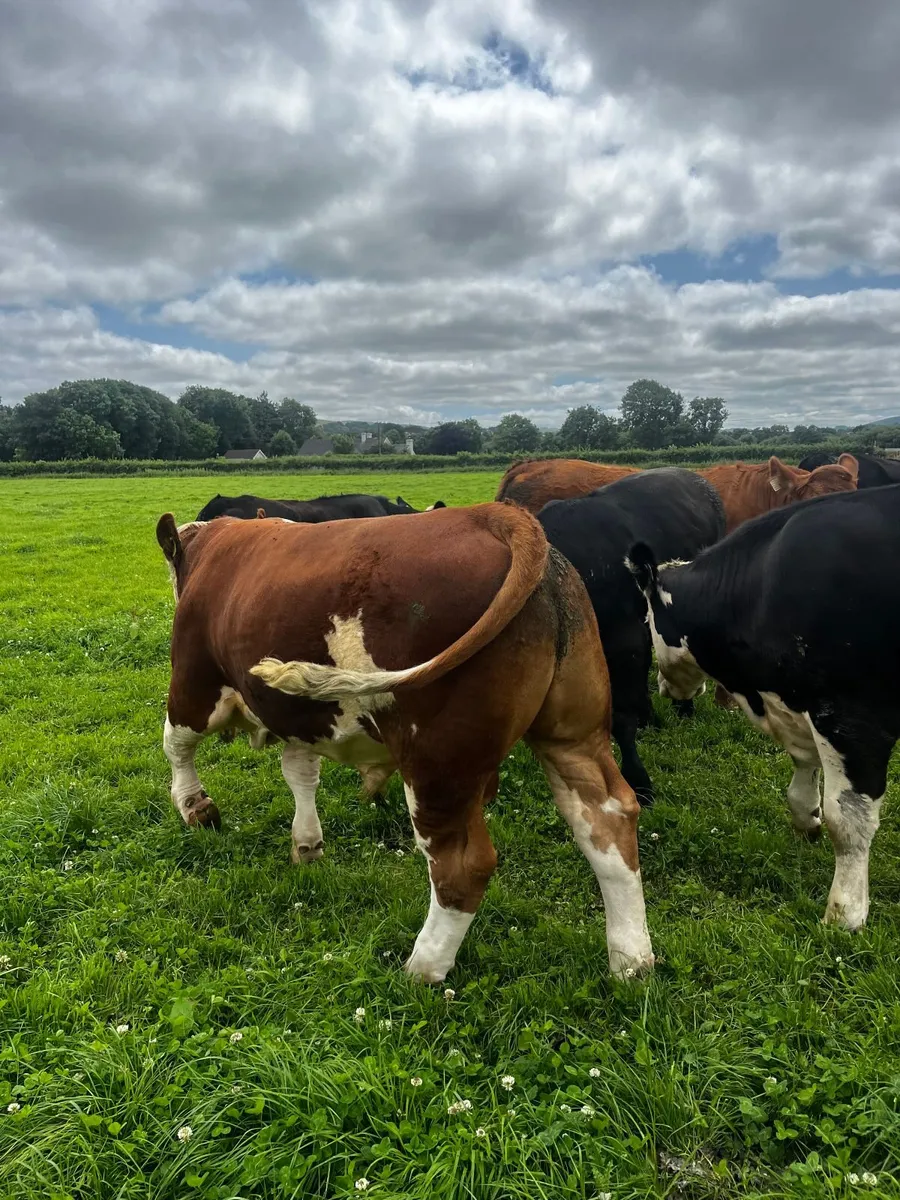 Simmental bull - Image 3