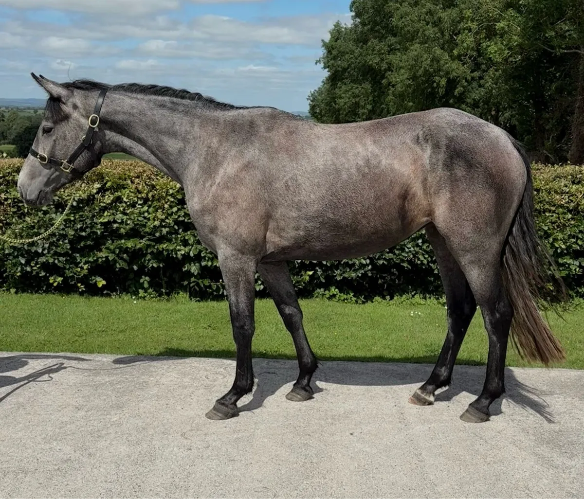3yo Connemara x Irish draught filly - Image 1