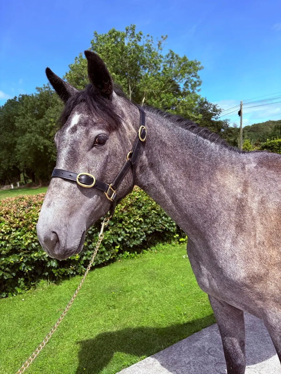 3yo Connemara x Irish draught filly - Image 2