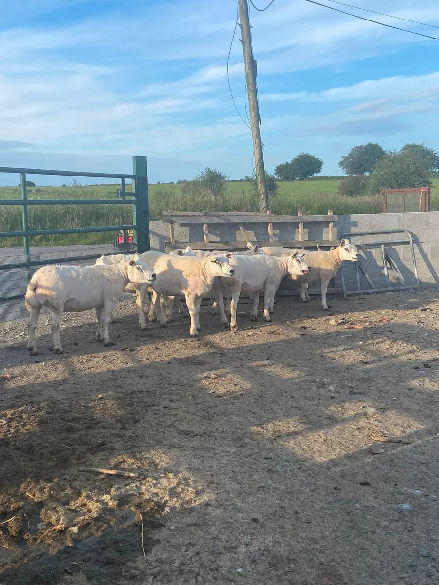 Pedigree Texel sheep - Image 1