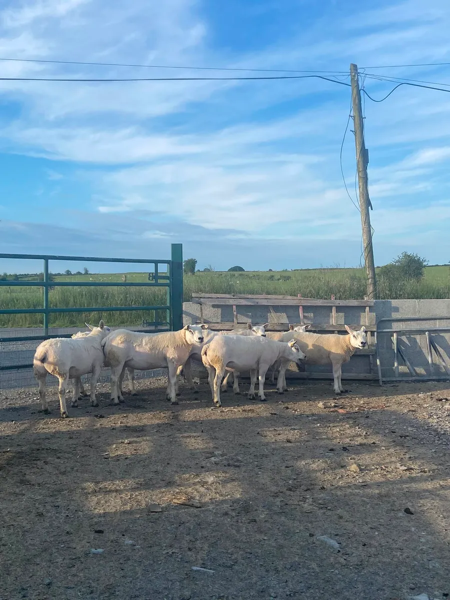 Pedigree Texel sheep - Image 2