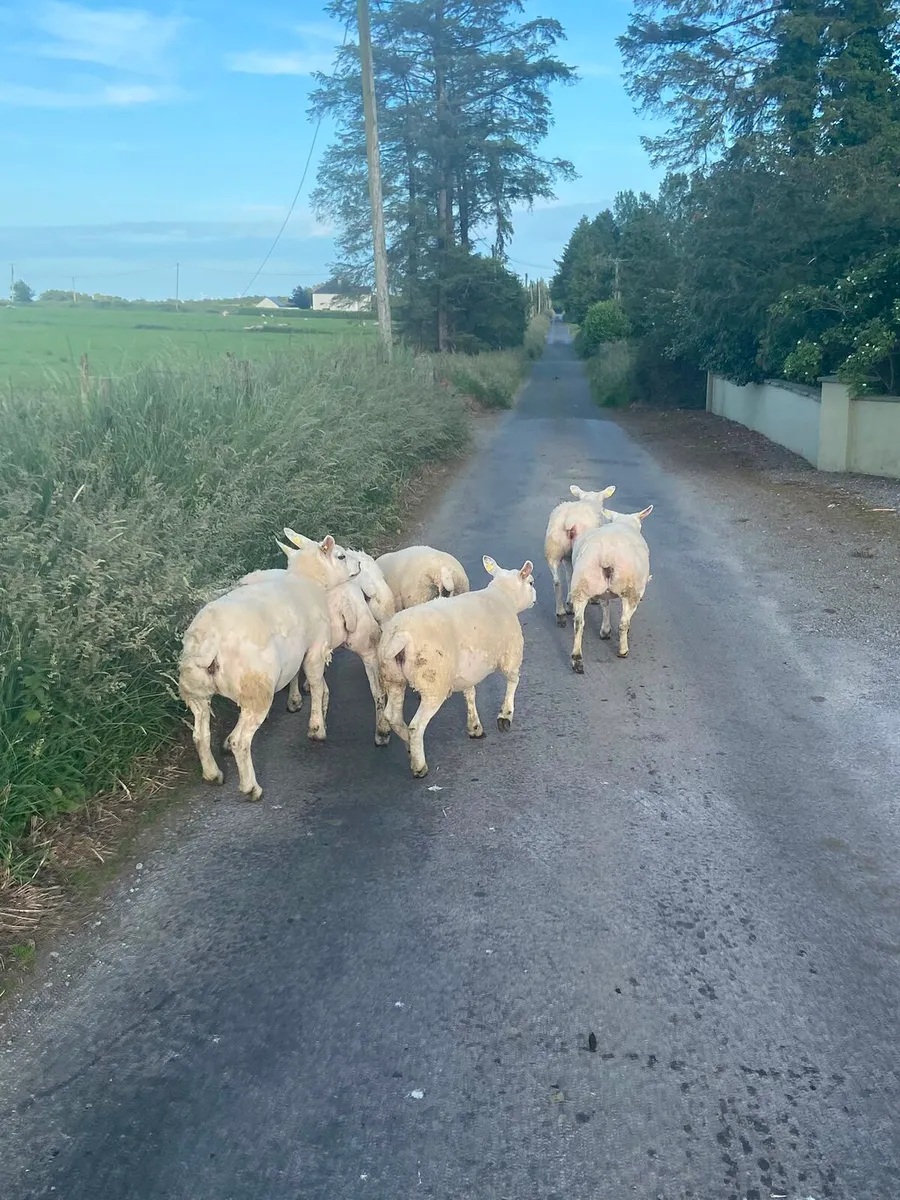 Pedigree Texel sheep - Image 3