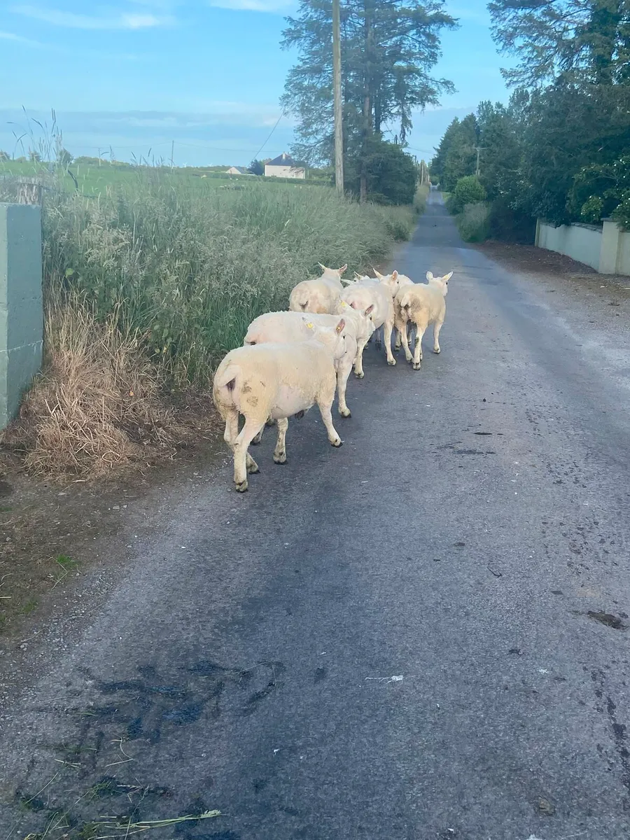 Pedigree Texel sheep - Image 4
