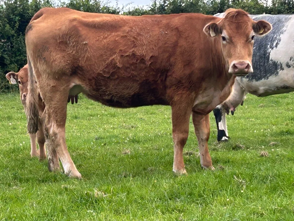 Second calved limousine  and bull calf - Image 2