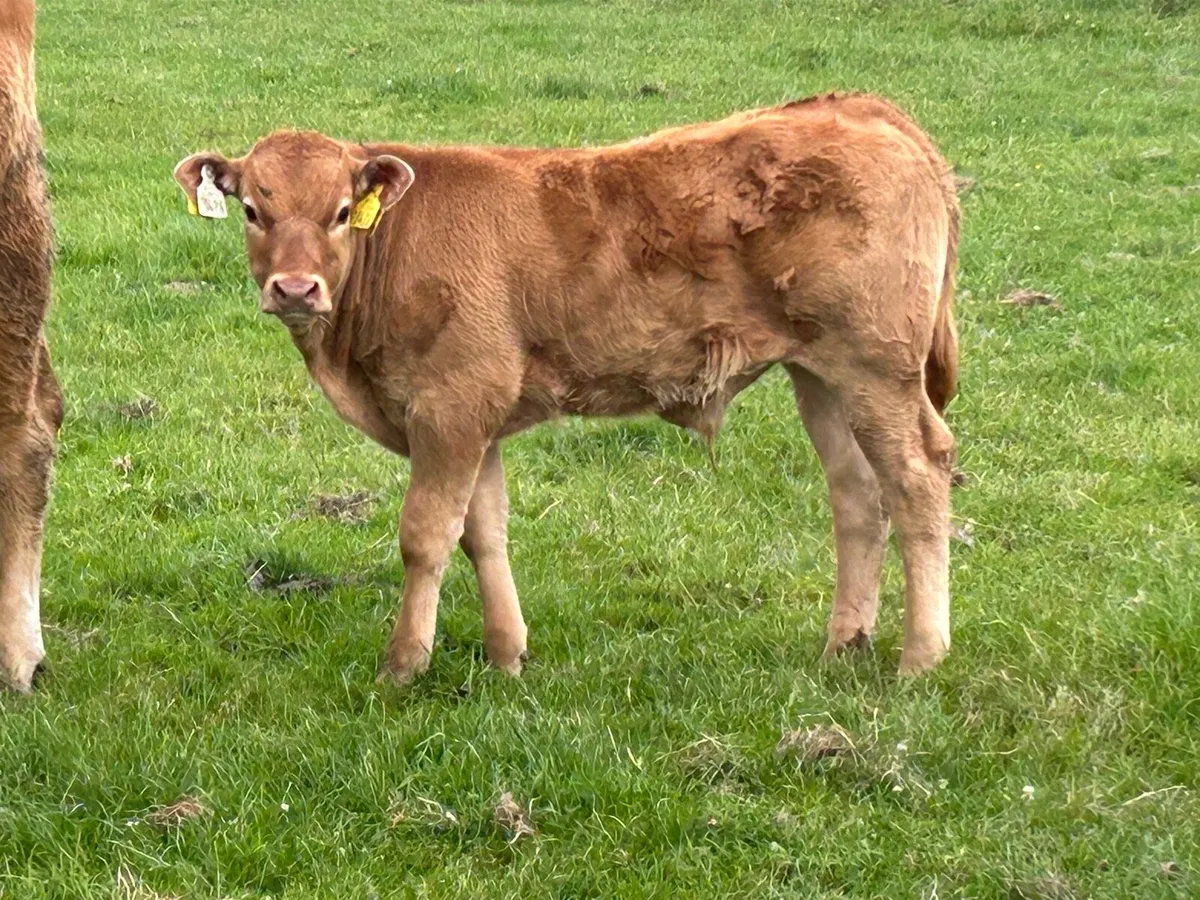Second calved limousine  and bull calf - Image 4