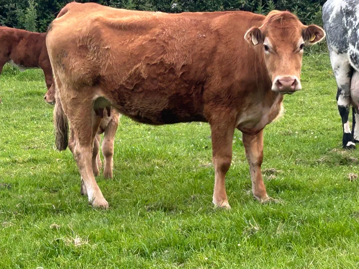Second calved limousine  and bull calf - Image 3