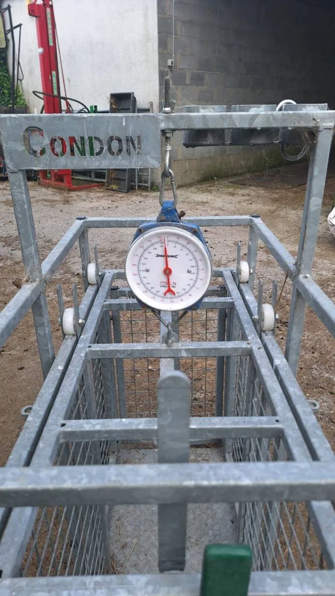 Condon Weighing Scales - Image 2