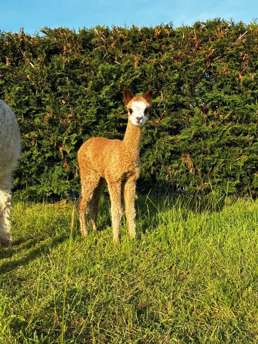 Alpacas - Image 1