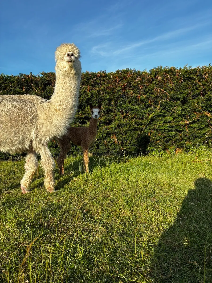 Alpacas - Image 2
