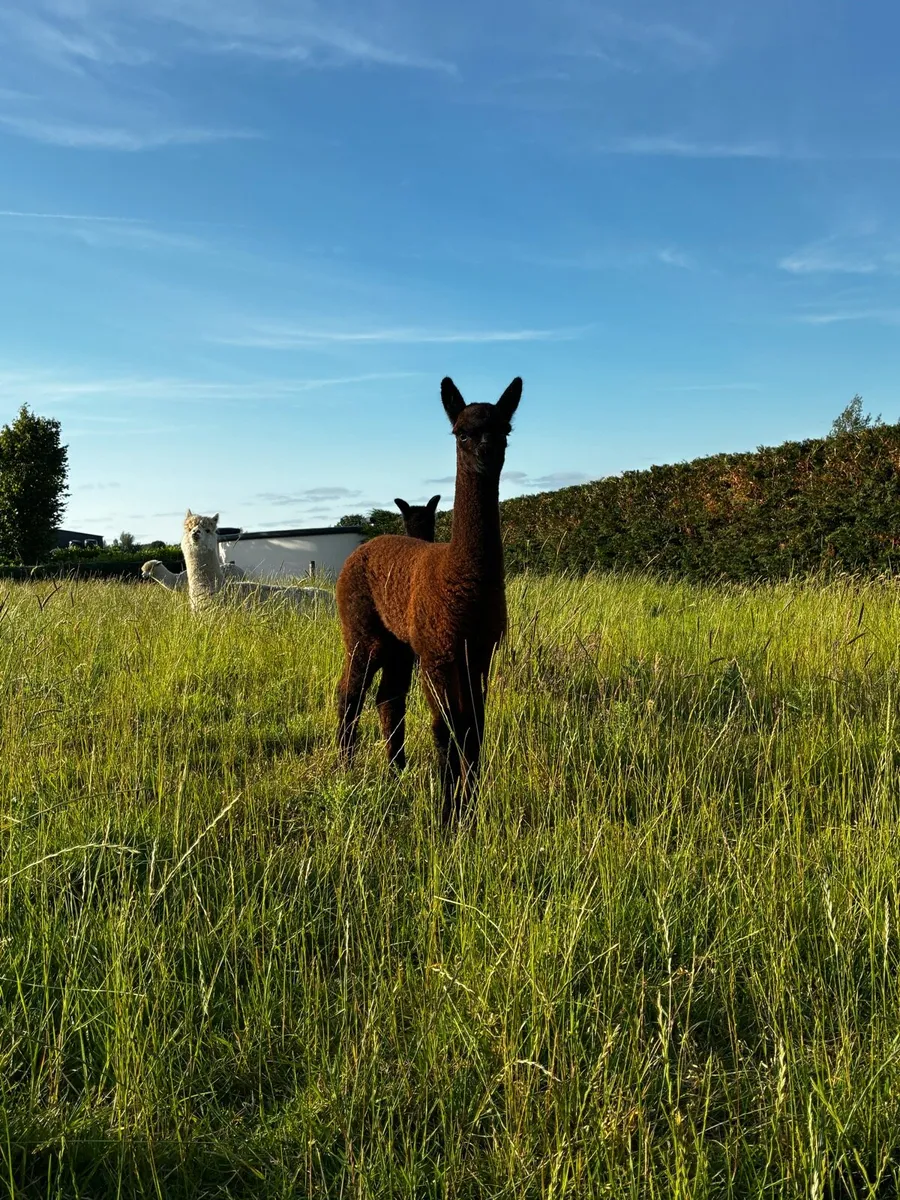 Alpacas - Image 3