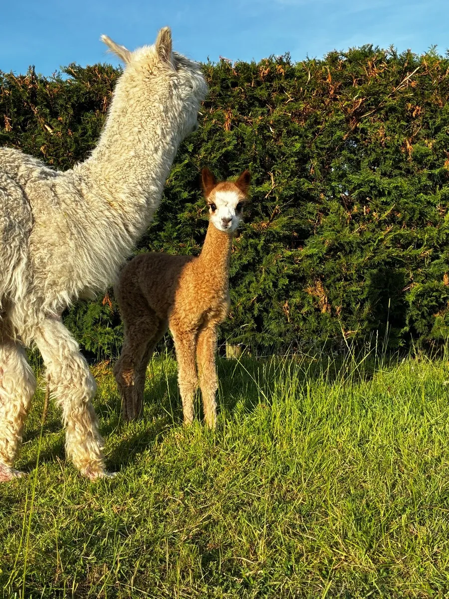 Alpacas - Image 4