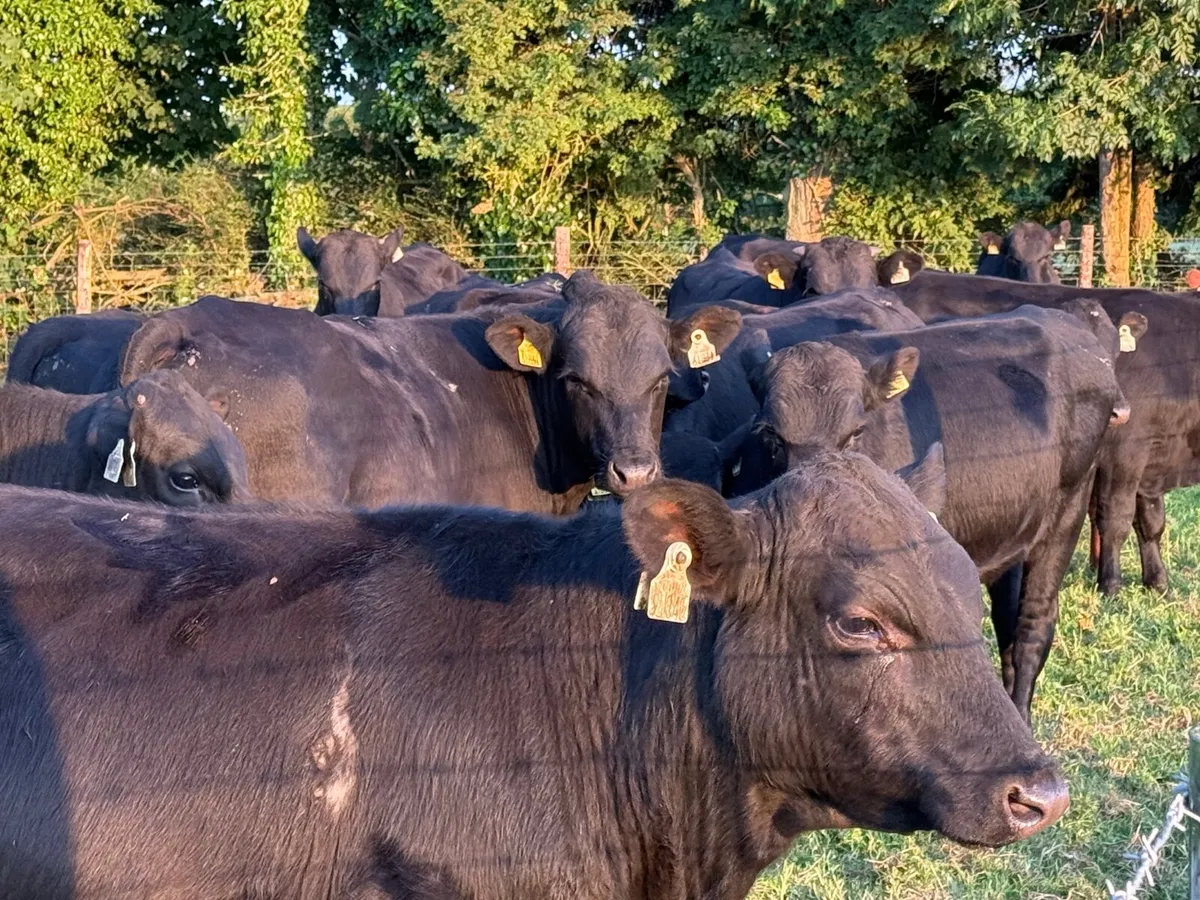 12 HOMEBRED ANGUS BULLOCKS ( 340 KGS ) - Image 2