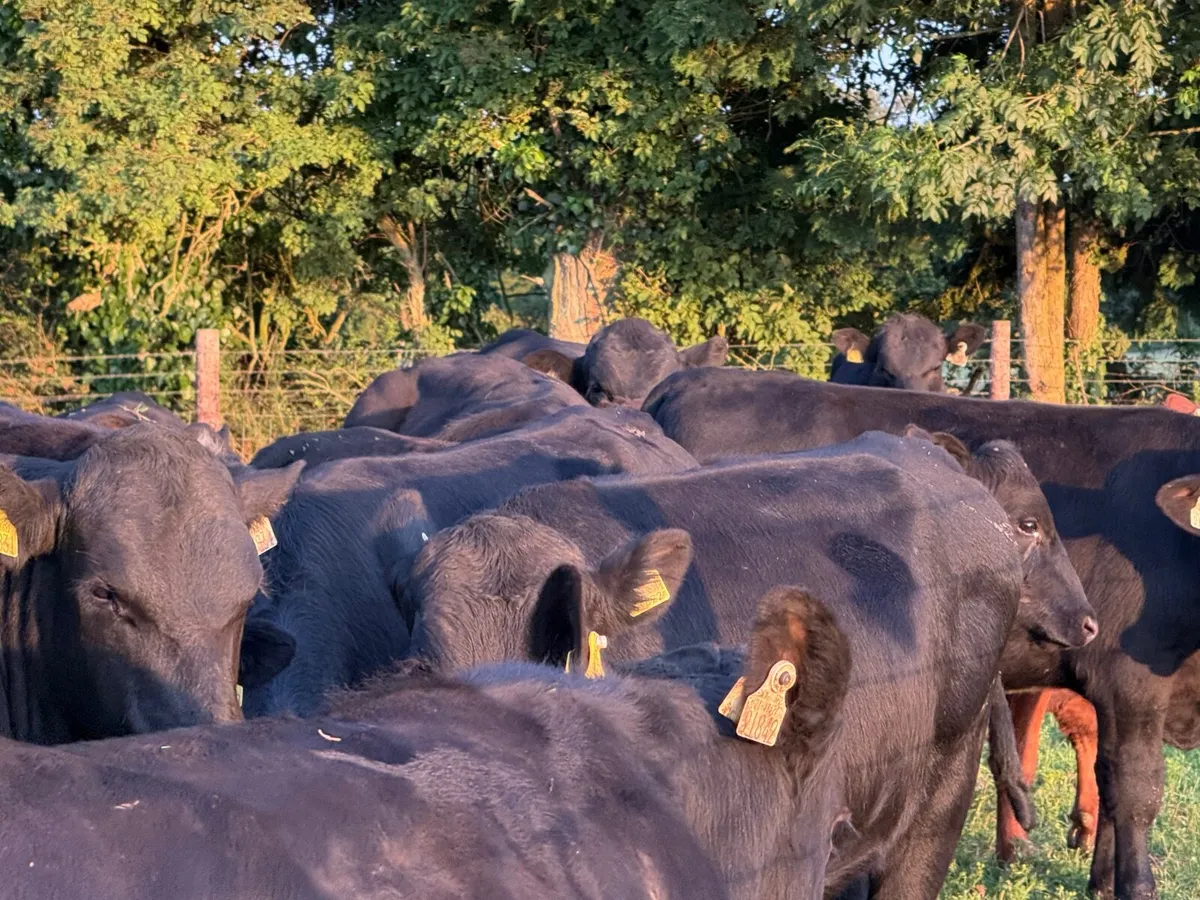 12 HOMEBRED ANGUS BULLOCKS ( 340 KGS ) - Image 3