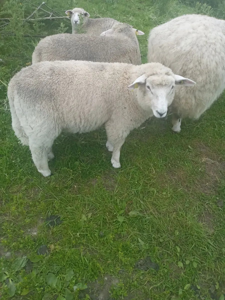 Galway pure bred ram lambs
