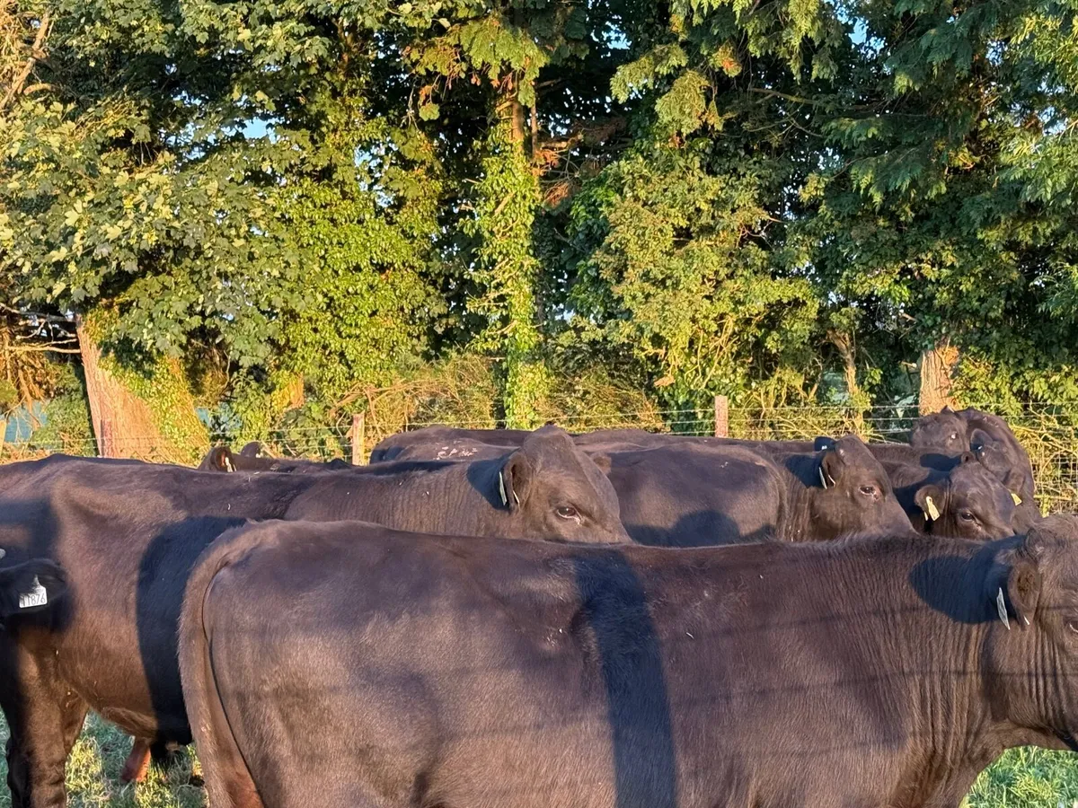 12 HOMEBRED ANGUS BULLOCKS ( 340 KGS ) - Image 4