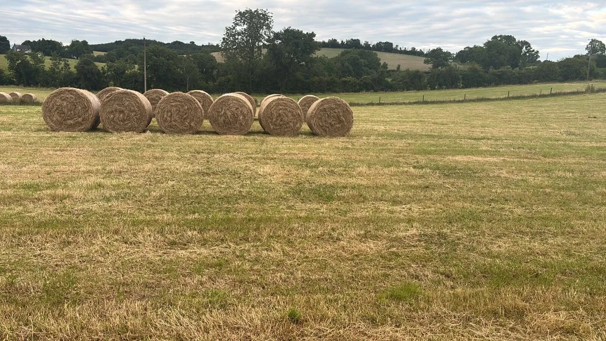 TOP QUALITY Hay For sale - Image 2