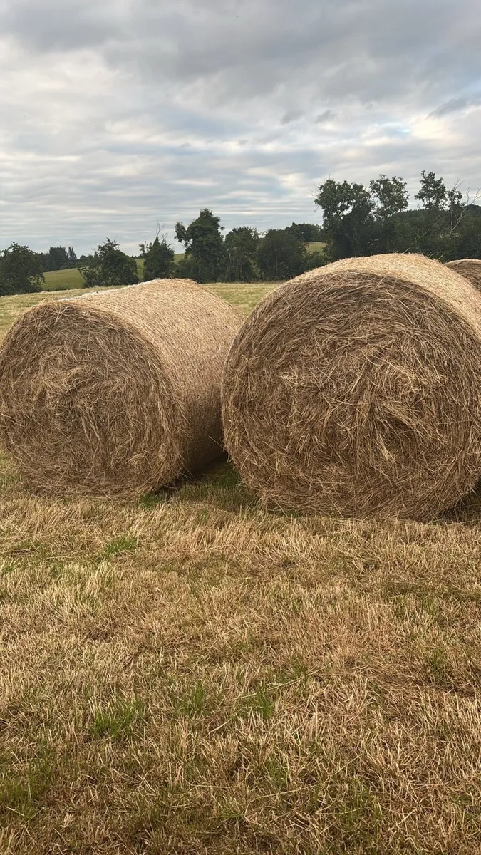 TOP QUALITY Hay For sale - Image 3
