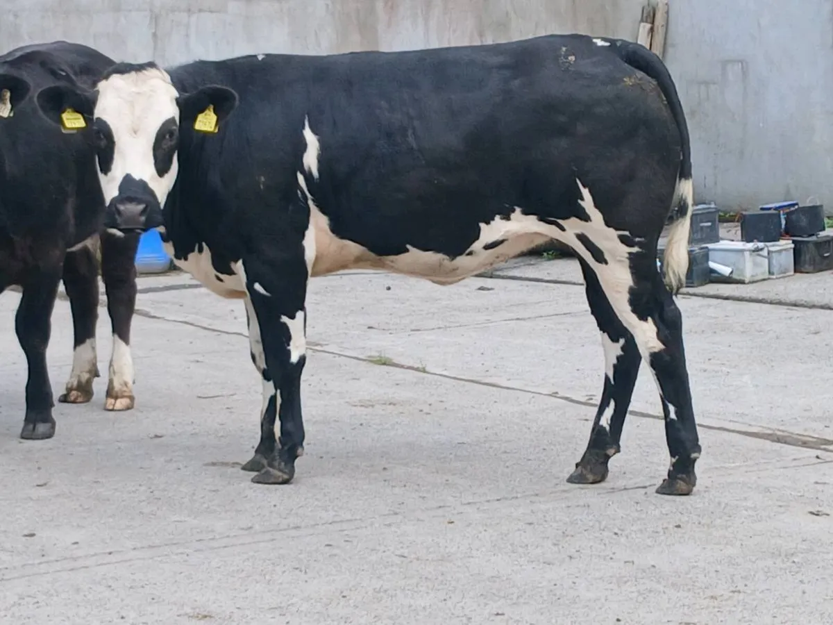 1 Super BBX  Heifer for sale - Image 1