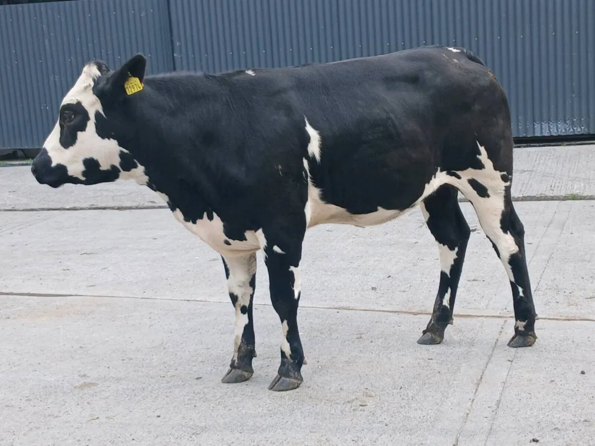 1 Super BBX  Heifer for sale - Image 3