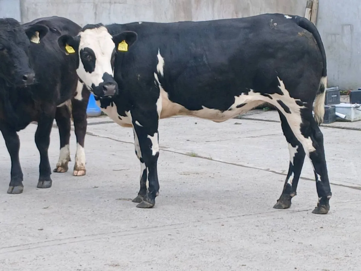1 Super BBX  Heifer for sale - Image 2