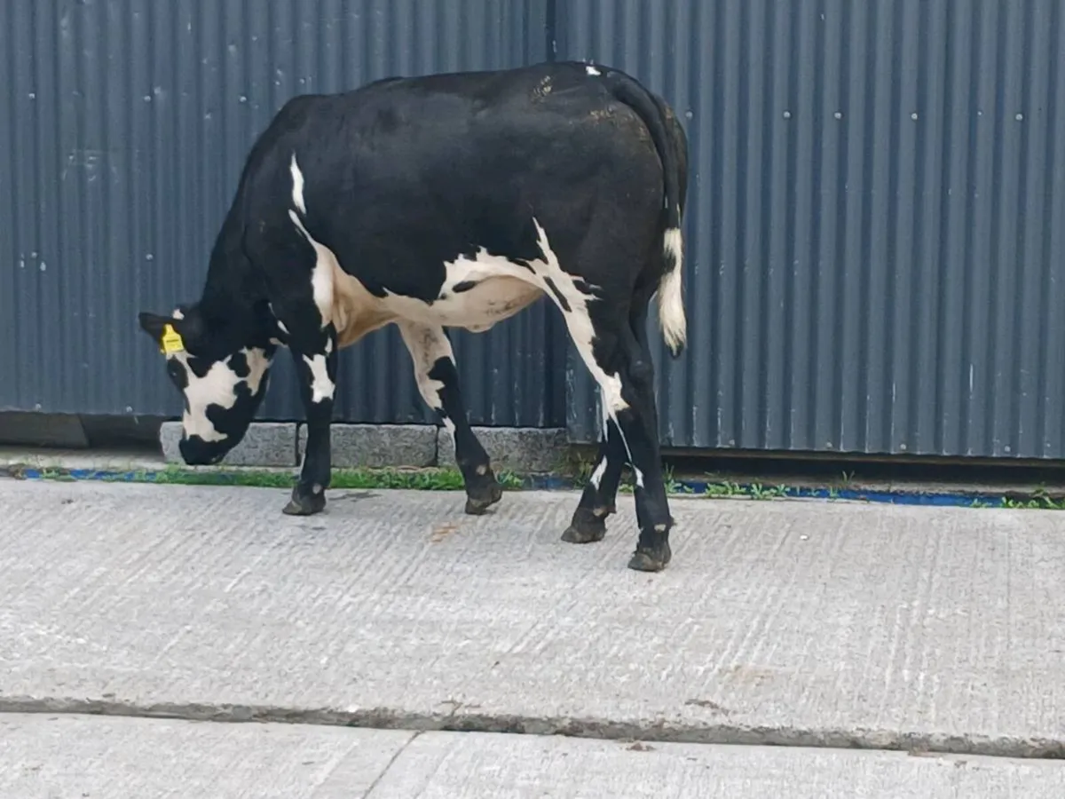 1 Super BBX  Heifer for sale - Image 4