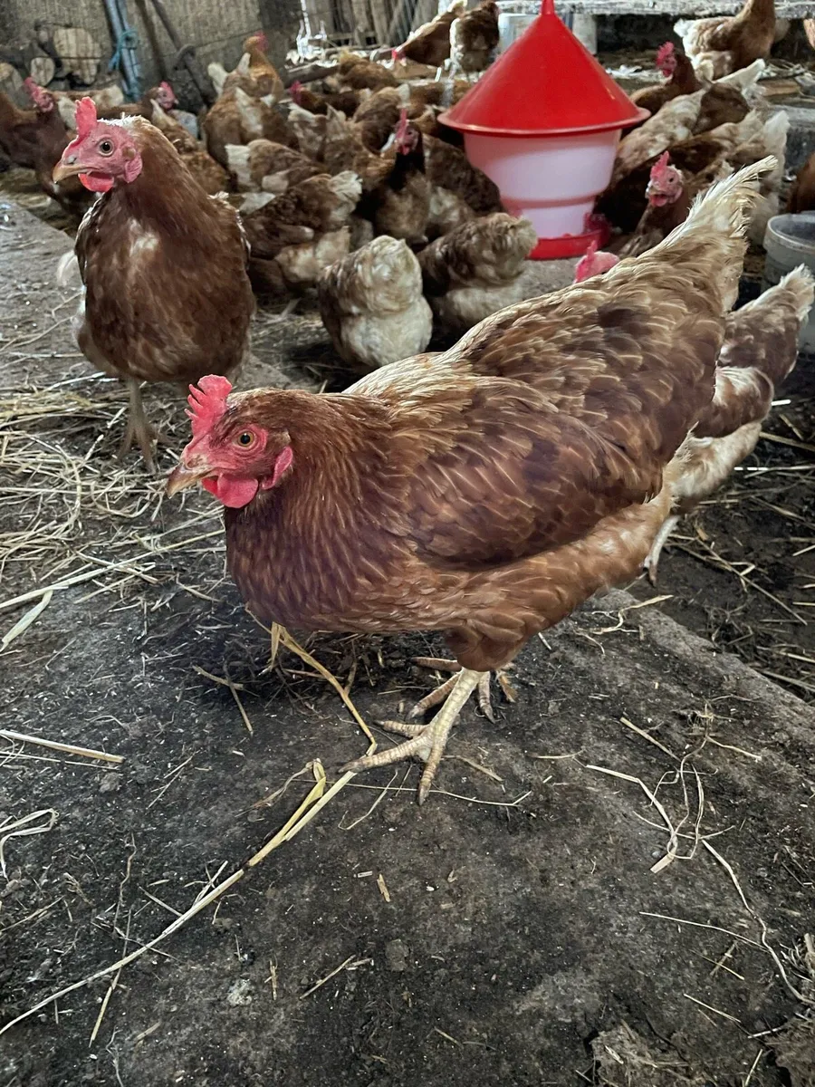 Laying hens - Image 1