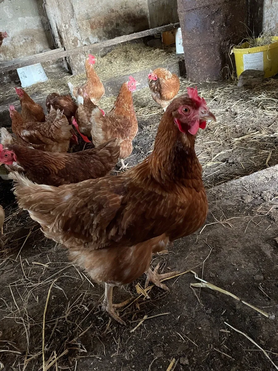 Laying hens - Image 2