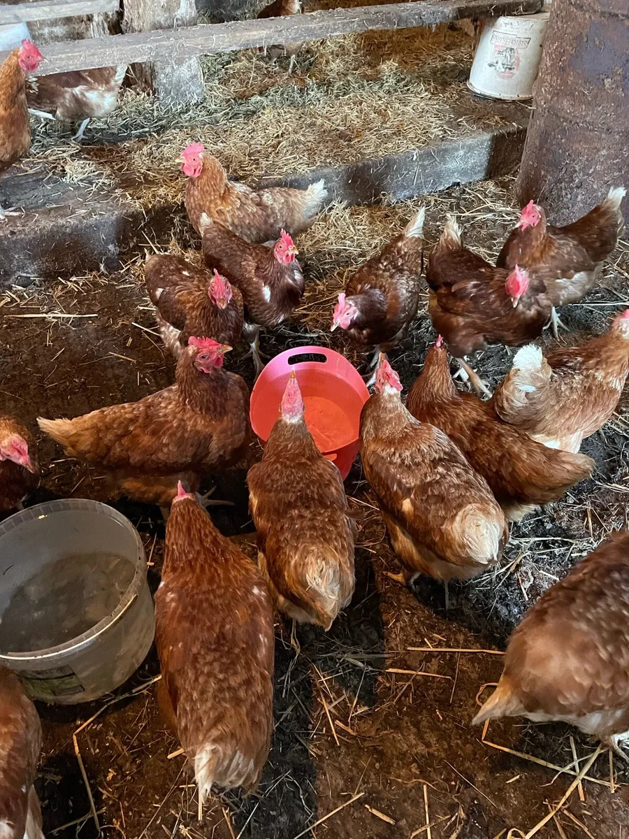 Laying hens - Image 4