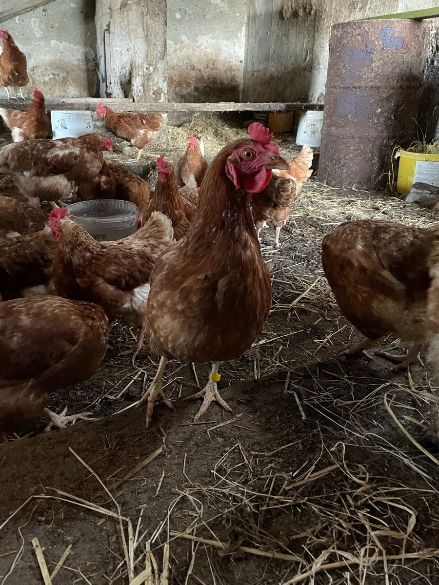 Laying hens - Image 3