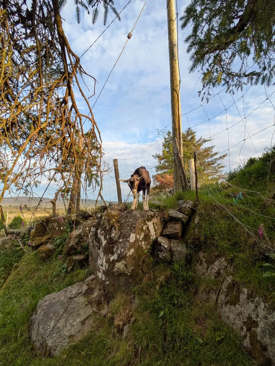 Goat - Image 2