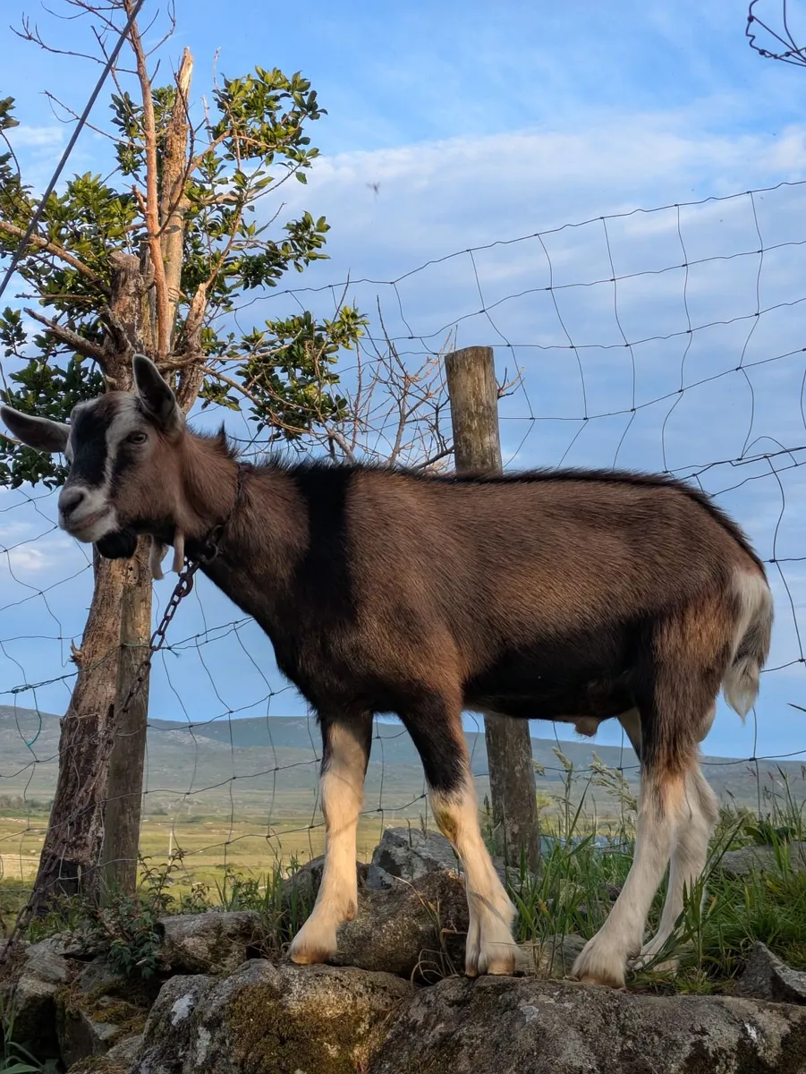 Goat - Image 3