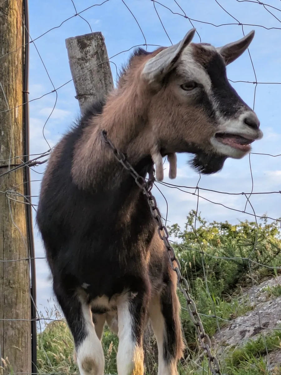 Goat - Image 4