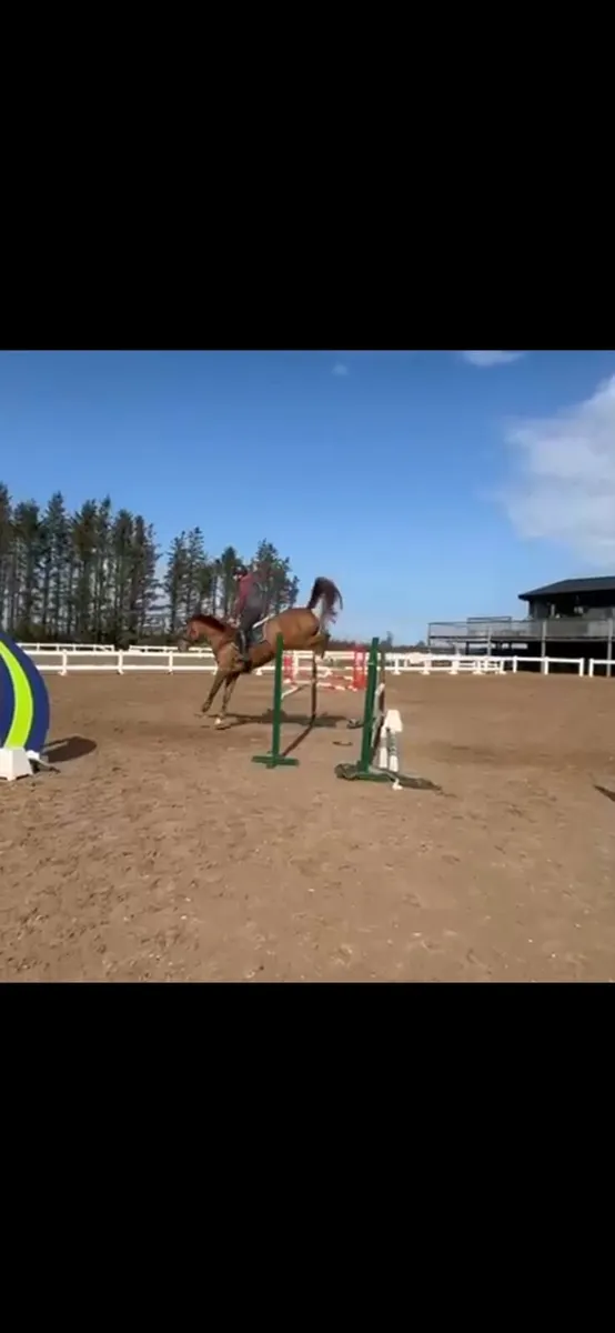 5 year old Tyson Mare - LOT 282 GORESBRIDGE - Image 1