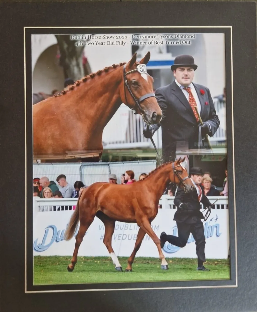 5 year old Tyson Mare - LOT 282 GORESBRIDGE - Image 4