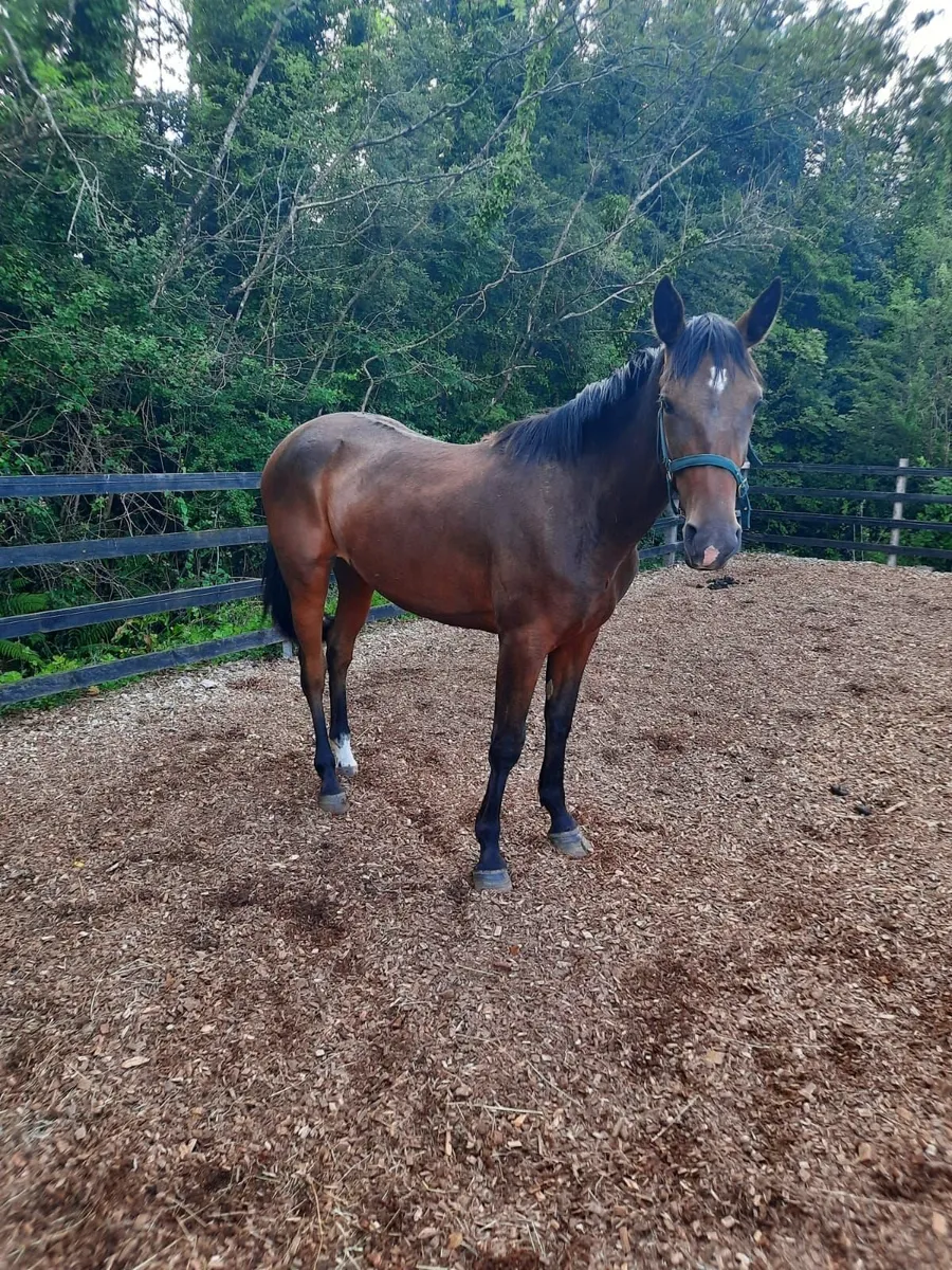 Filly for sale - Image 1