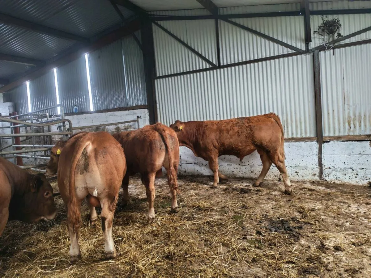 Weanling bulls - Image 1