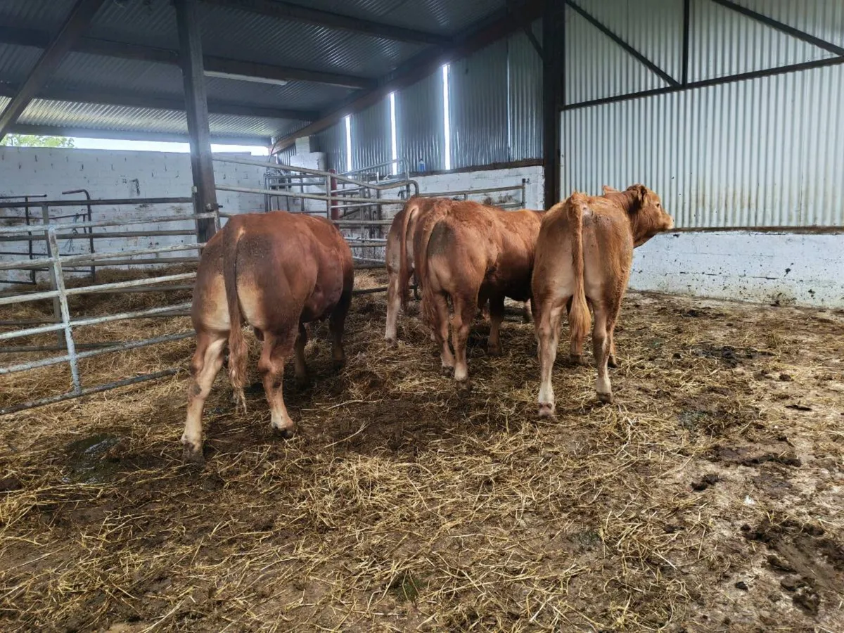 Weanling bulls - Image 2