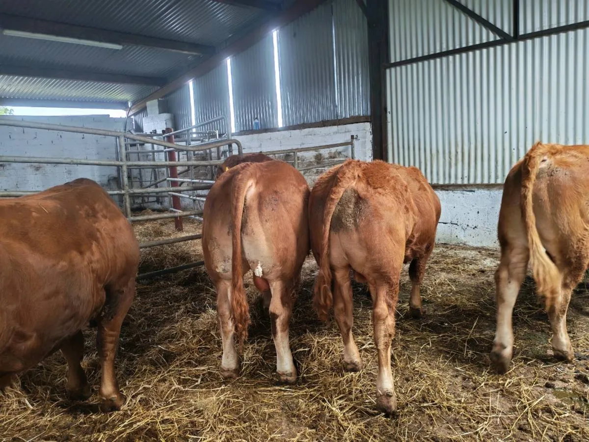 Weanling bulls - Image 3