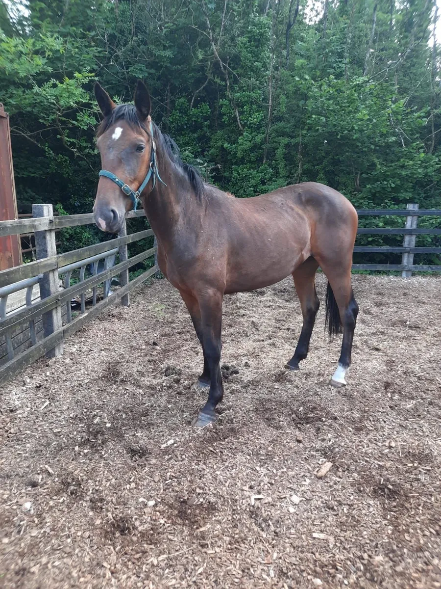 Filly for sale - Image 2