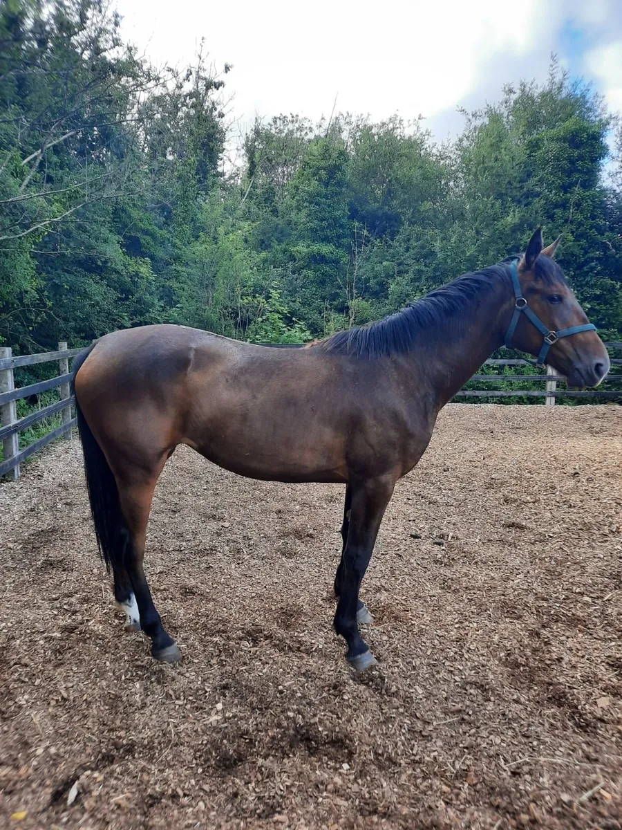 Filly for sale - Image 3
