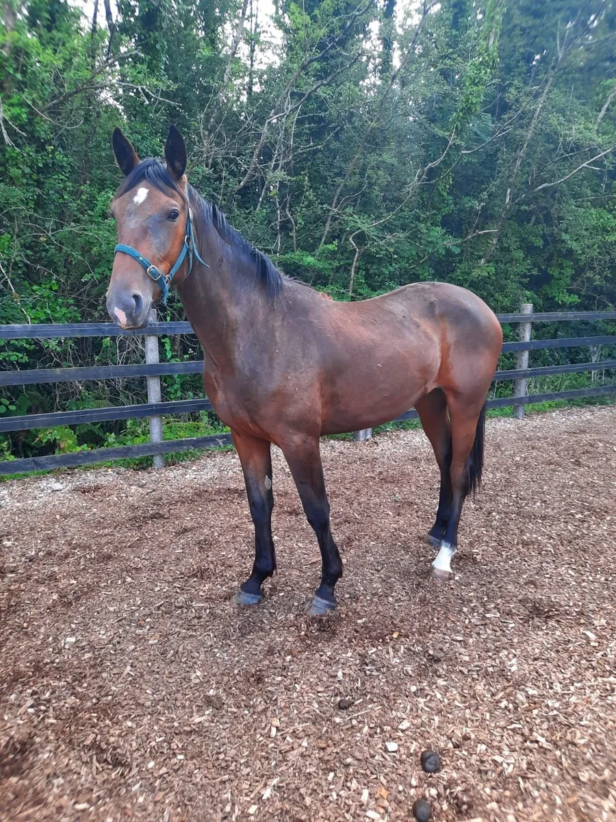 Filly for sale - Image 4