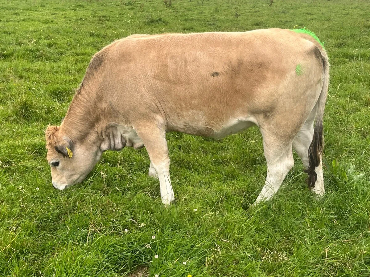 Pedigree Aubrac heifers - Image 4
