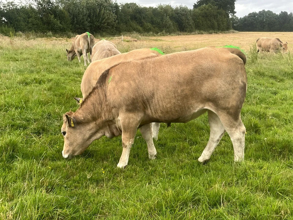 Pedigree Aubrac heifers - Image 1